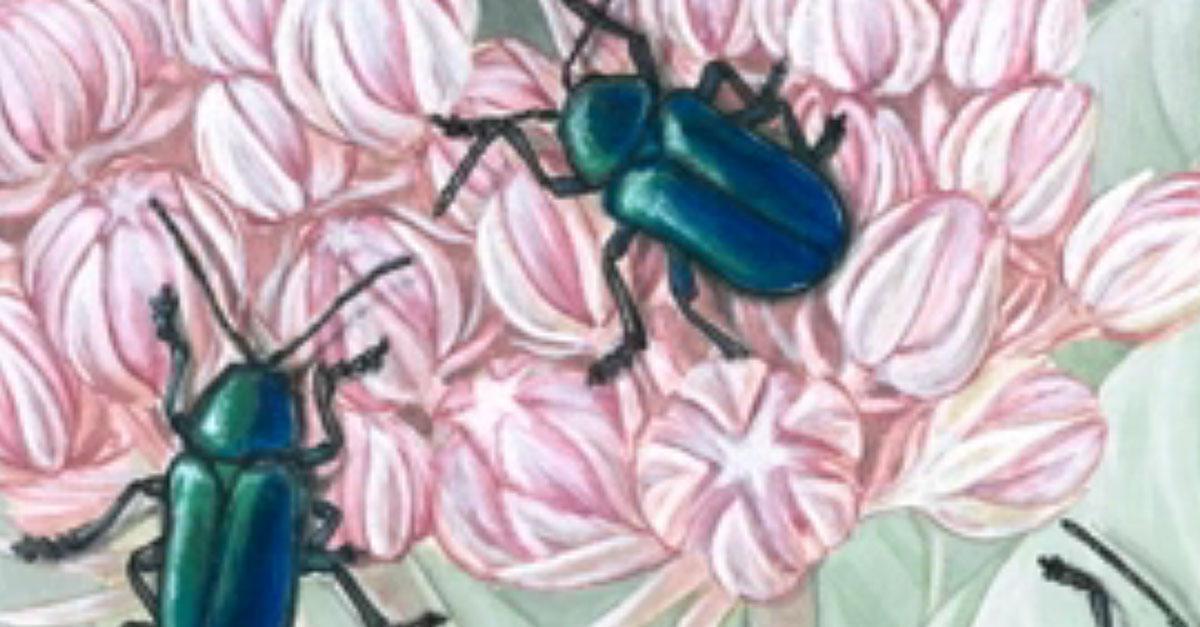 Closeup of Cobalt Milkweed beetles painting
