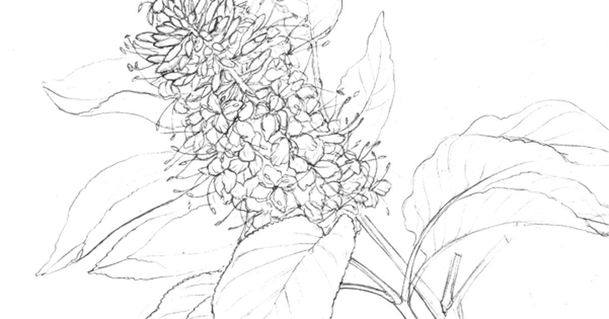 sketch of a wildflower