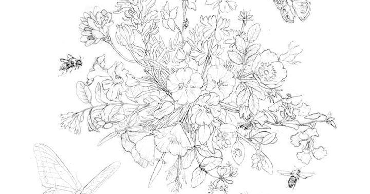 Upper Bidwell Wildflowers (for Desi) Sketch