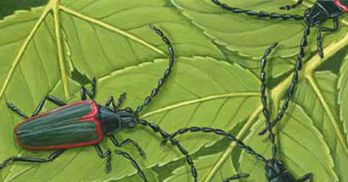 Close up of elderberry beetles painting