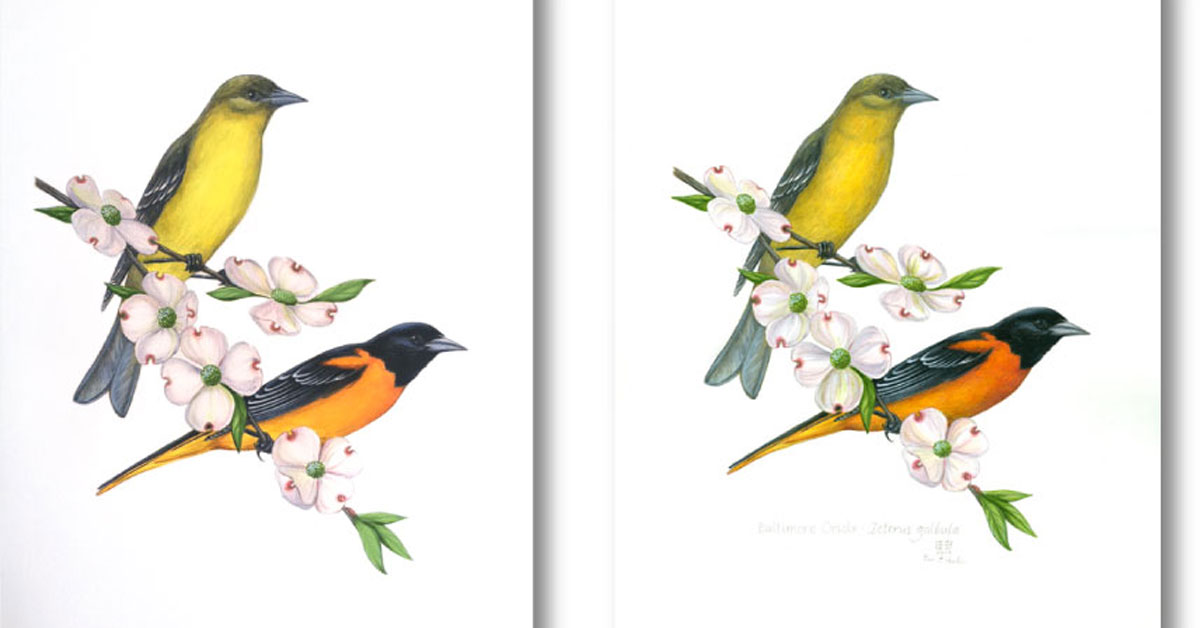 Painting progress on orioles with flowers