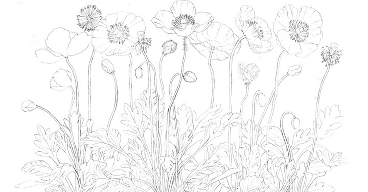 Iceland poppies sketches