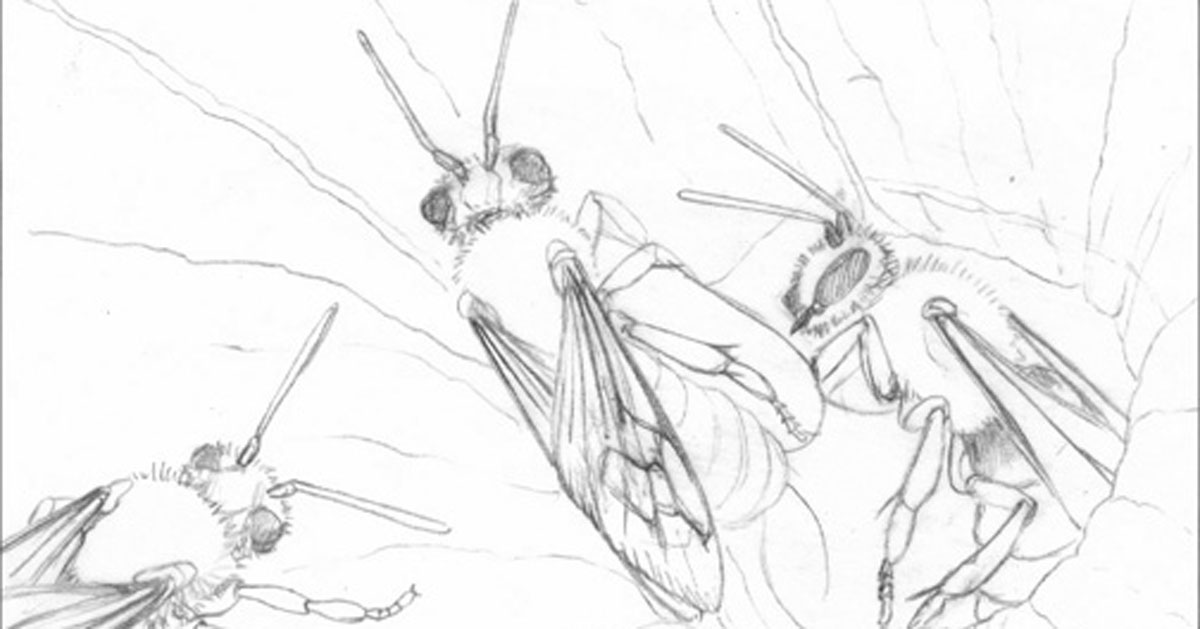 Sketches of squash bees, progress shots