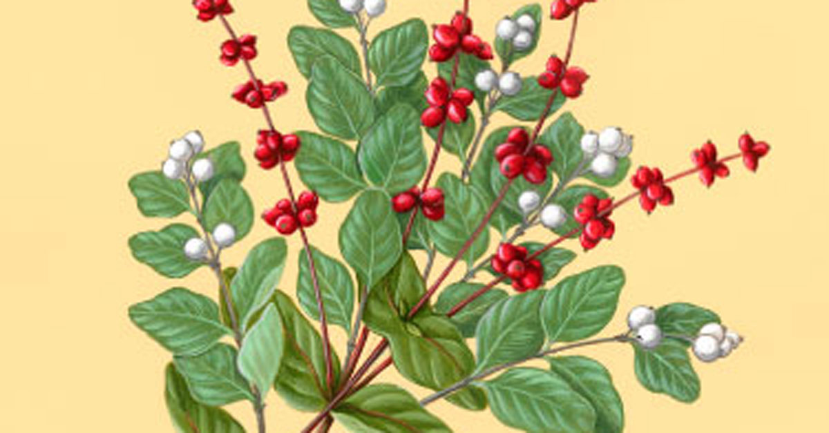 close up shot of Common Snowberry and California Honeysuckle painting