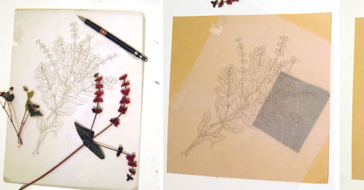 Sketches of common snowberry and California honeysuckle