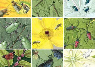 Insects and Host Plants