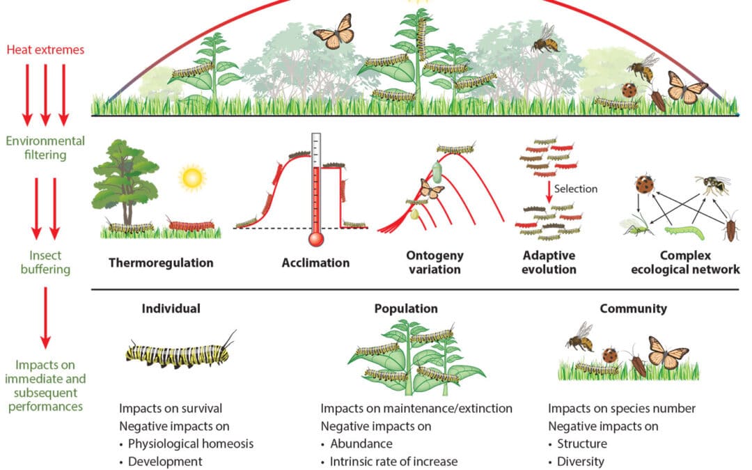 Insect responses to extreme high temperatures