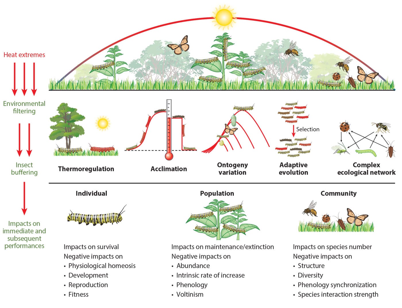 Insect Responses To Extreme High Temperatures · Erin E. Hunter