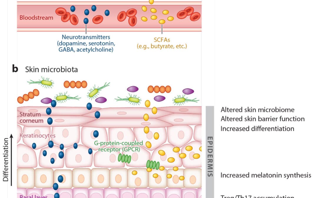 Skin and gut microbiota