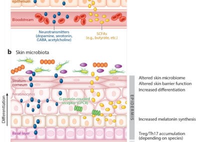 Skin and gut microbiota