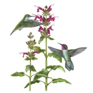 Anna's Hummingbird and Hummingbird Sage Giclée Fine Art Print featuring two green and purple birds pollinating a green stemmy plant wth purple flowers