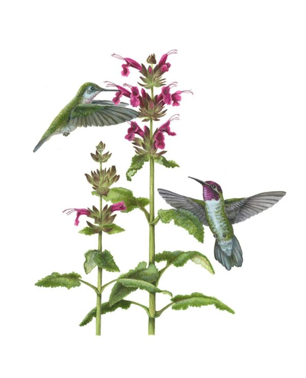 Anna's Hummingbird and Hummingbird Sage Giclée Fine Art Print featuring two green and purple birds pollinating a green stemmy plant wth purple flowers