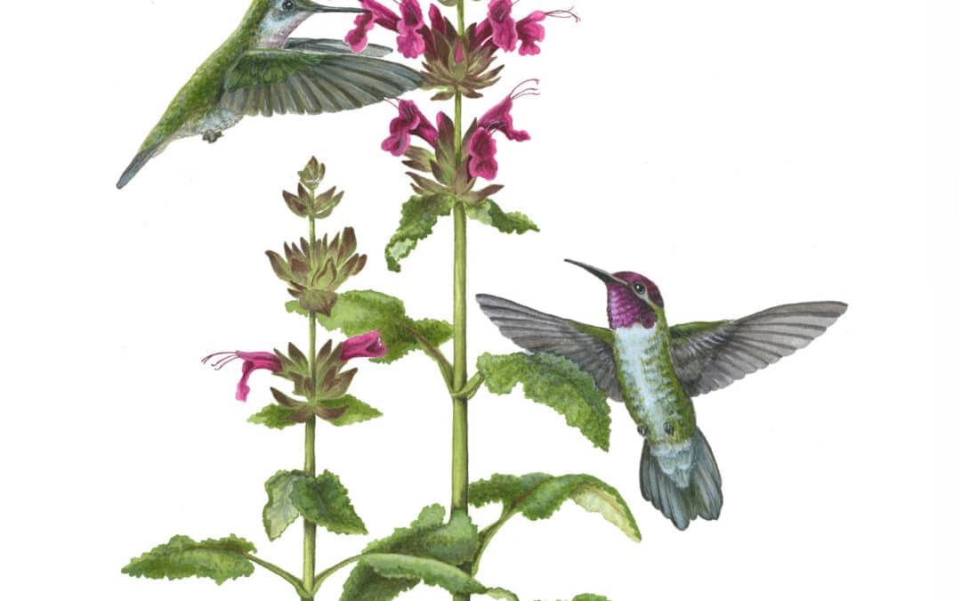 Anna’s Hummingbird and Hummingbird Sage