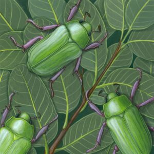 Beyer's Scarab and Mexican Blue Oak Giclée Fine Art Print featuring bright green beetles on top of greenery