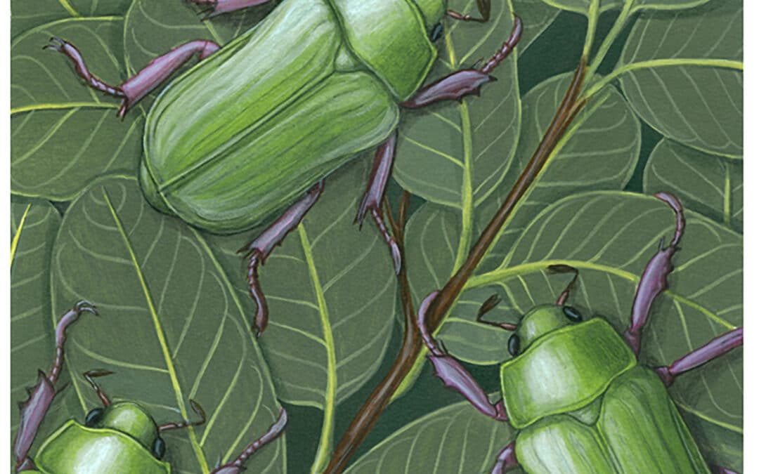 Beyer’s Scarab and Mexican Blue Oak