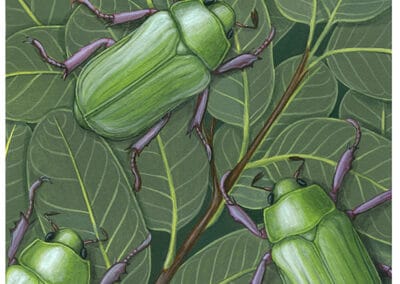 Beyer’s Scarab and Mexican Blue Oak