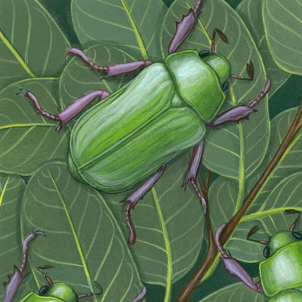 Zoomed in shot of Beyer's Scarab and Mexican Blue Oak Giclée Fine Art Print featuring bright green beetles on top of greenery