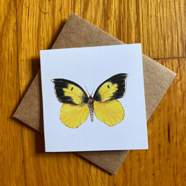 California Dogface Butterfly (male) Gift Enclosure Notecard featuring a yellow and black butterfly