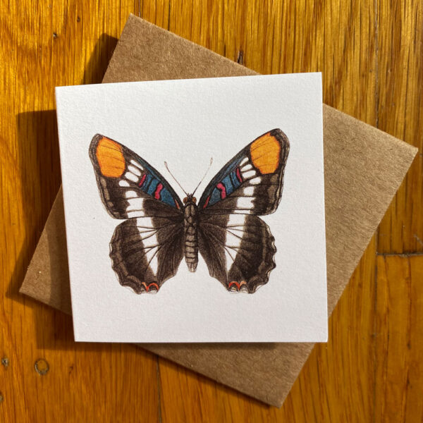 California Sister Butterfly Gift Enclosure Notecard featuring a brown butterfly with orange, blue and red accents