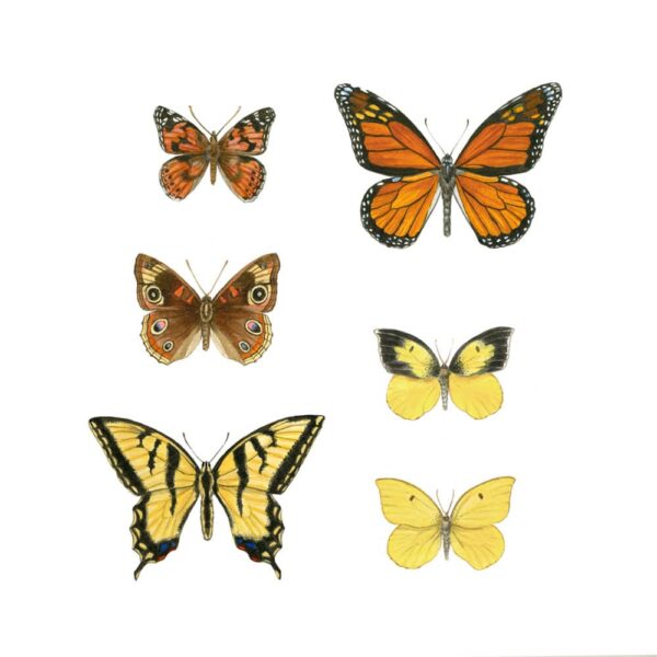 California Butterflies Giclée Fine Art Print featuring six different butterflies arranged in a grid