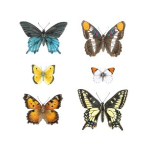 California Butterflies 2 Giclée Fine Art Print featuring six different butterflies arranged in a grid