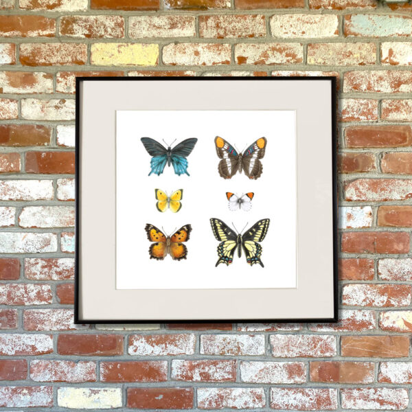 California Butterflies 2 Giclée Fine Art Print featuring six different butterflies arranged in a grid shown matted in a frame