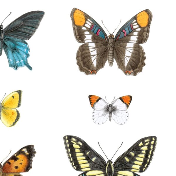 Zoomed in shot of California Butterflies 2 Giclée Fine Art Print featuring six different butterflies arranged in a grid