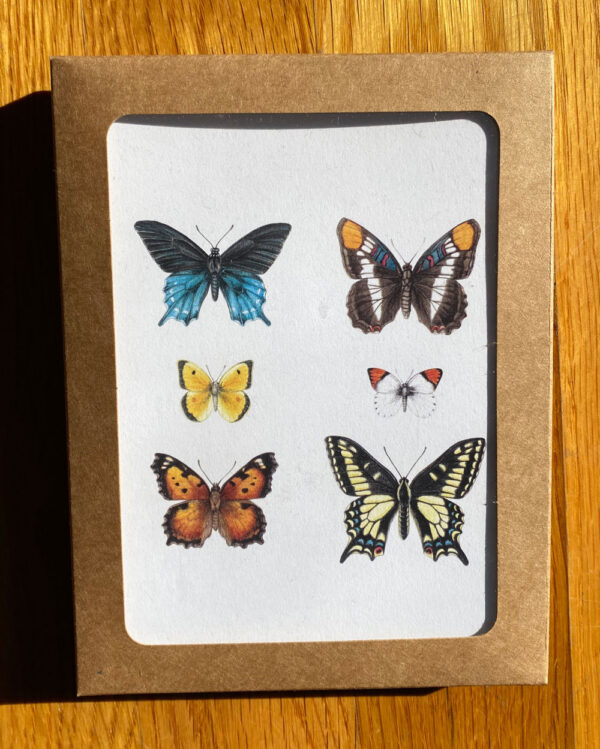 California Butterflies Notecards in cardboard box with window