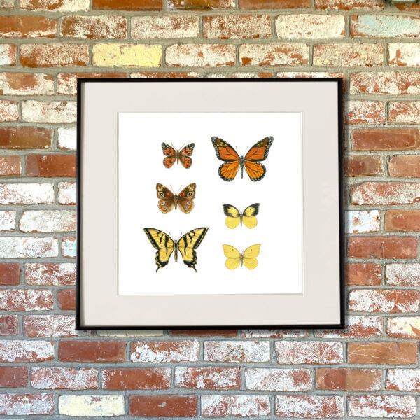 California Butterflies Giclée Fine Art Print featuring six different butterflies arranged in a grid shown matted in a frame