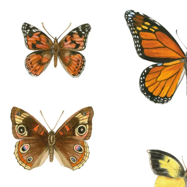 Zoomed in shot of California Butterflies Giclée Fine Art Print featuring six different butterflies arranged in a grid