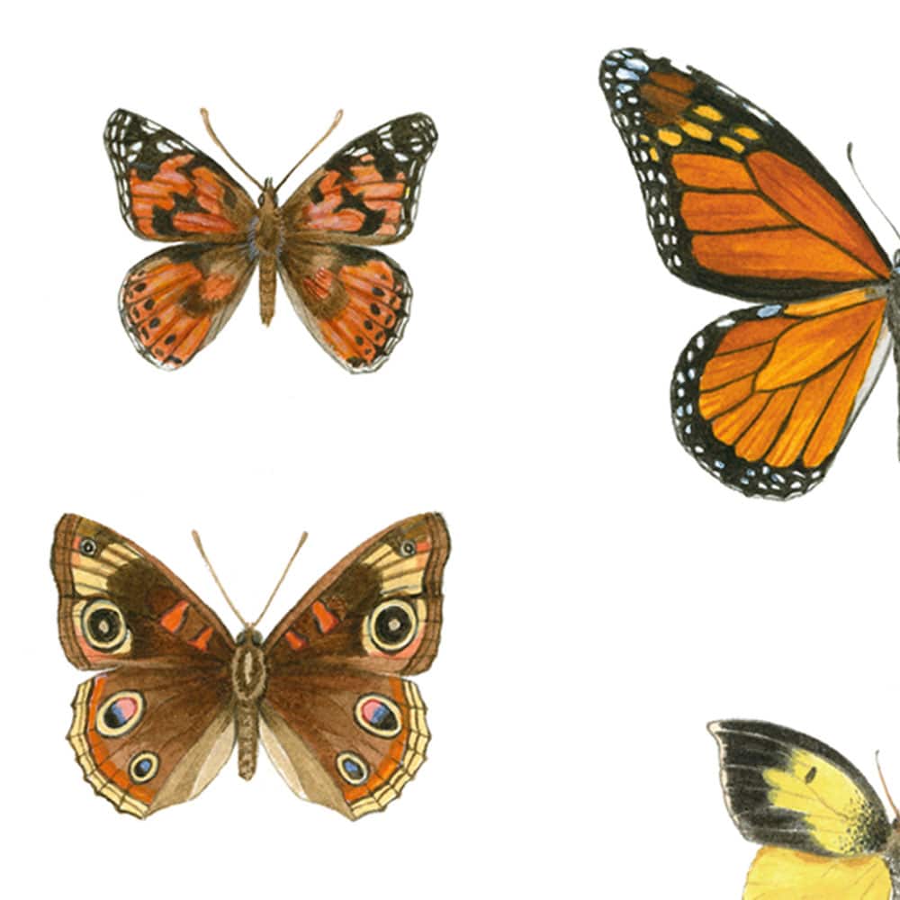 monarch butterfly scientific illustration