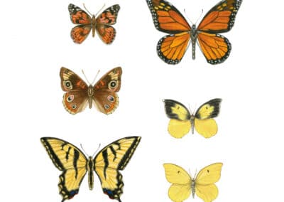 California Butterflies
