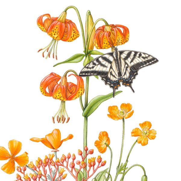 Zoomed in shot of California Wildflowers in Orange Giclée Fine Art Print featuring multiple orange wildflowers and a white and black buttefly