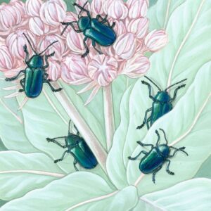 Cobalt Milkweed Beetle and California Milkweed Giclée Print featuring five shiny emerald beetles on greenery and pink flowers