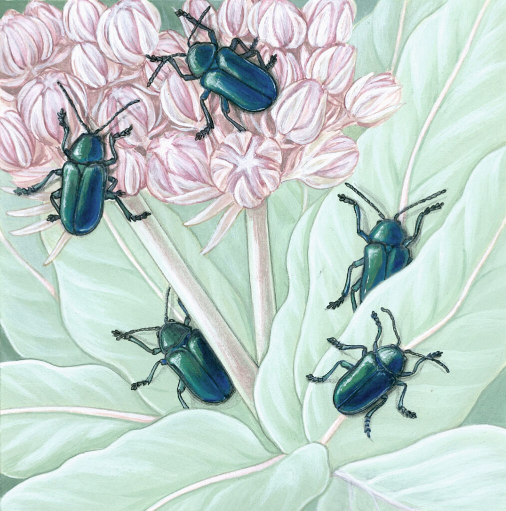 Cobalt Milkweed Beetle and California Milkweed Painting featuring five shiny emerald beetles on greenery and pink flowers