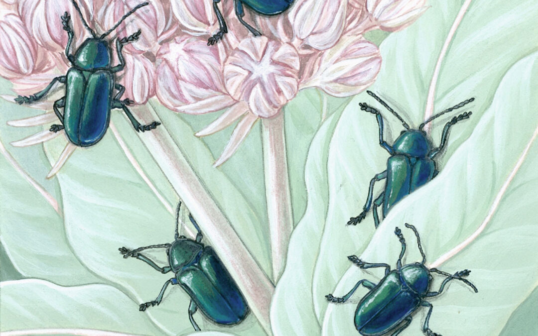 Cobalt Milkweed Beetle and California Milkweed