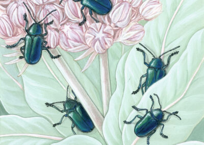 Cobalt Milkweed Beetle and California Milkweed