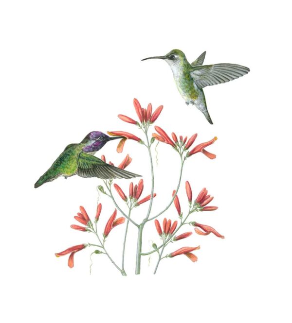 Costa's Hummingbird and Chuparosa Giclée Fine Art Print featuring two green birds pollinating small red tubular blossoms
