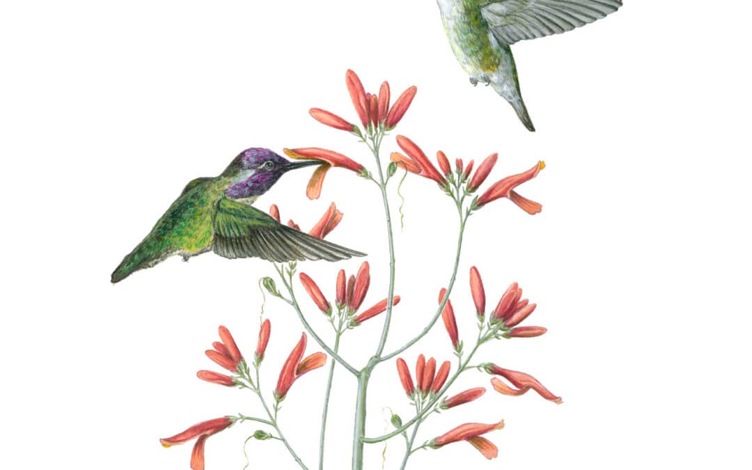 Costa’s Hummingbird and Chuparosa