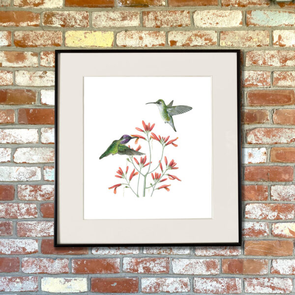 Costa's Hummingbird and Chuparosa Giclée Fine Art Print featuring two green birds pollinating small red tubular blossoms shown matted in a frame
