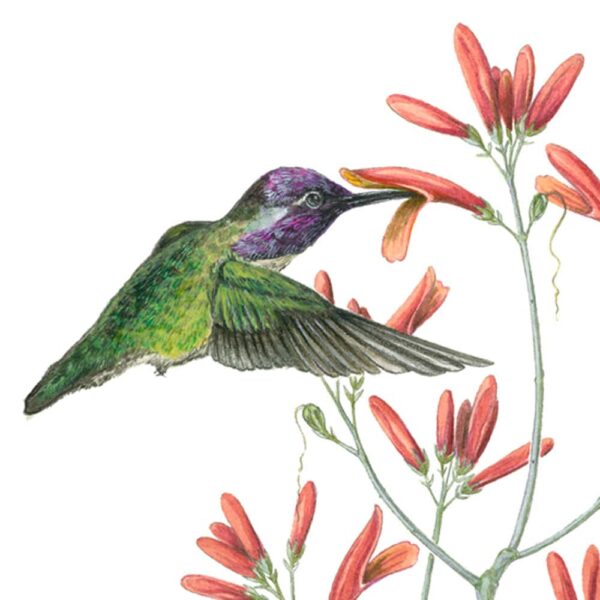 Zoomed in shot of Costa's Hummingbird and Chuparosa Giclée Fine Art Print featuring two green birds pollinating small red tubular blossoms
