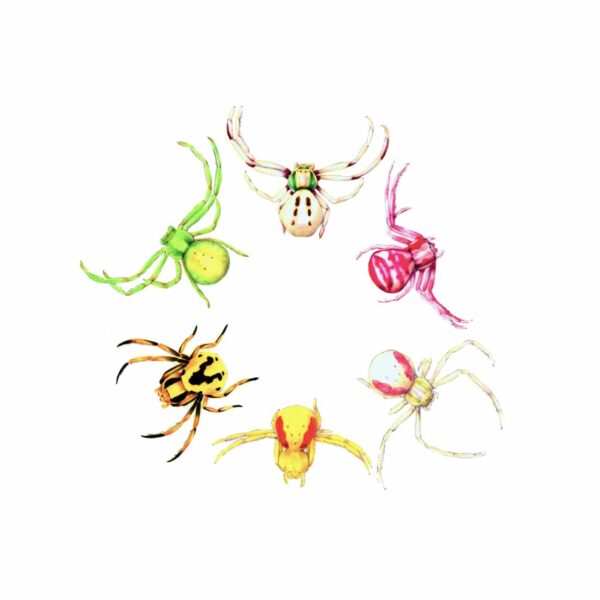 Flower Spiders Giclée Fine Art Print featuring six vibrantly colored spiders of North America
