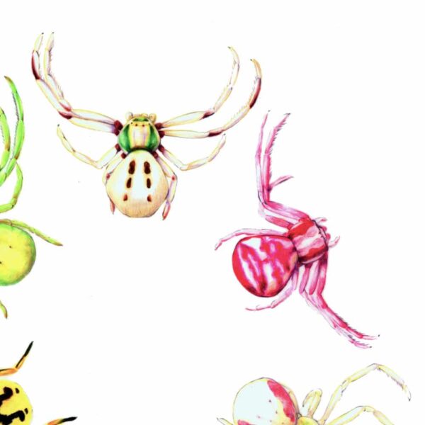 Zoomed in shot of Flower Spiders Giclée Fine Art Print featuring six vibrantly colored spiders of North America