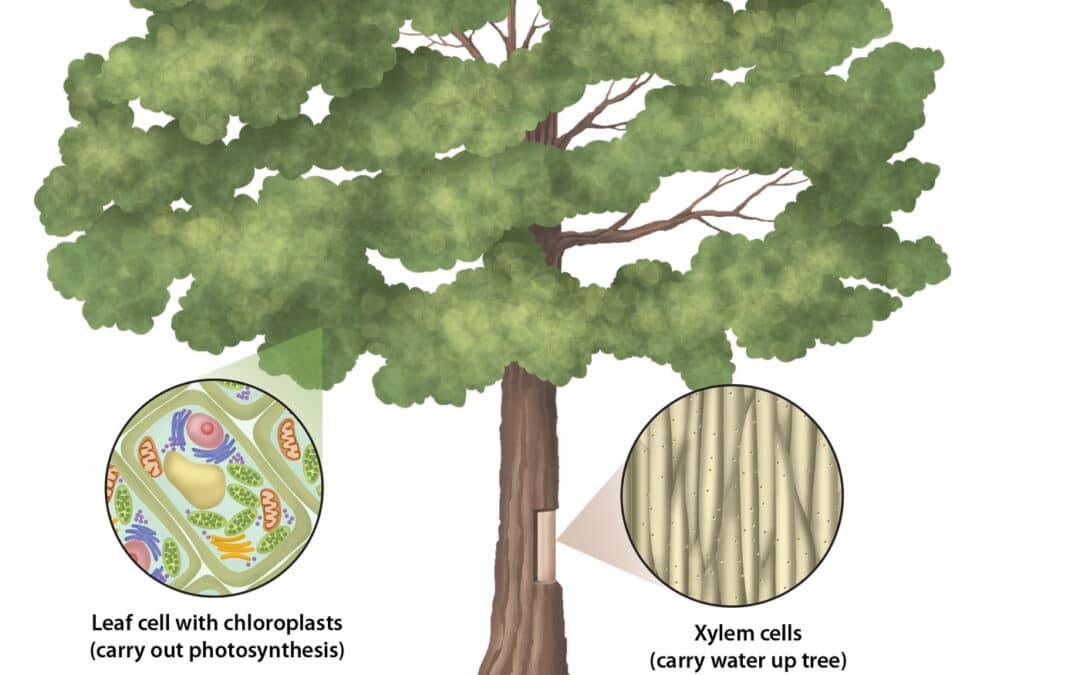 Tree cells: roots, trunk, and leaves