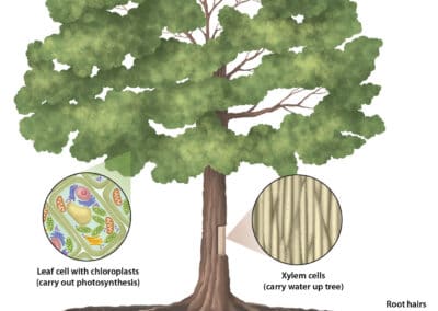 Tree cells: roots, trunk, and leaves