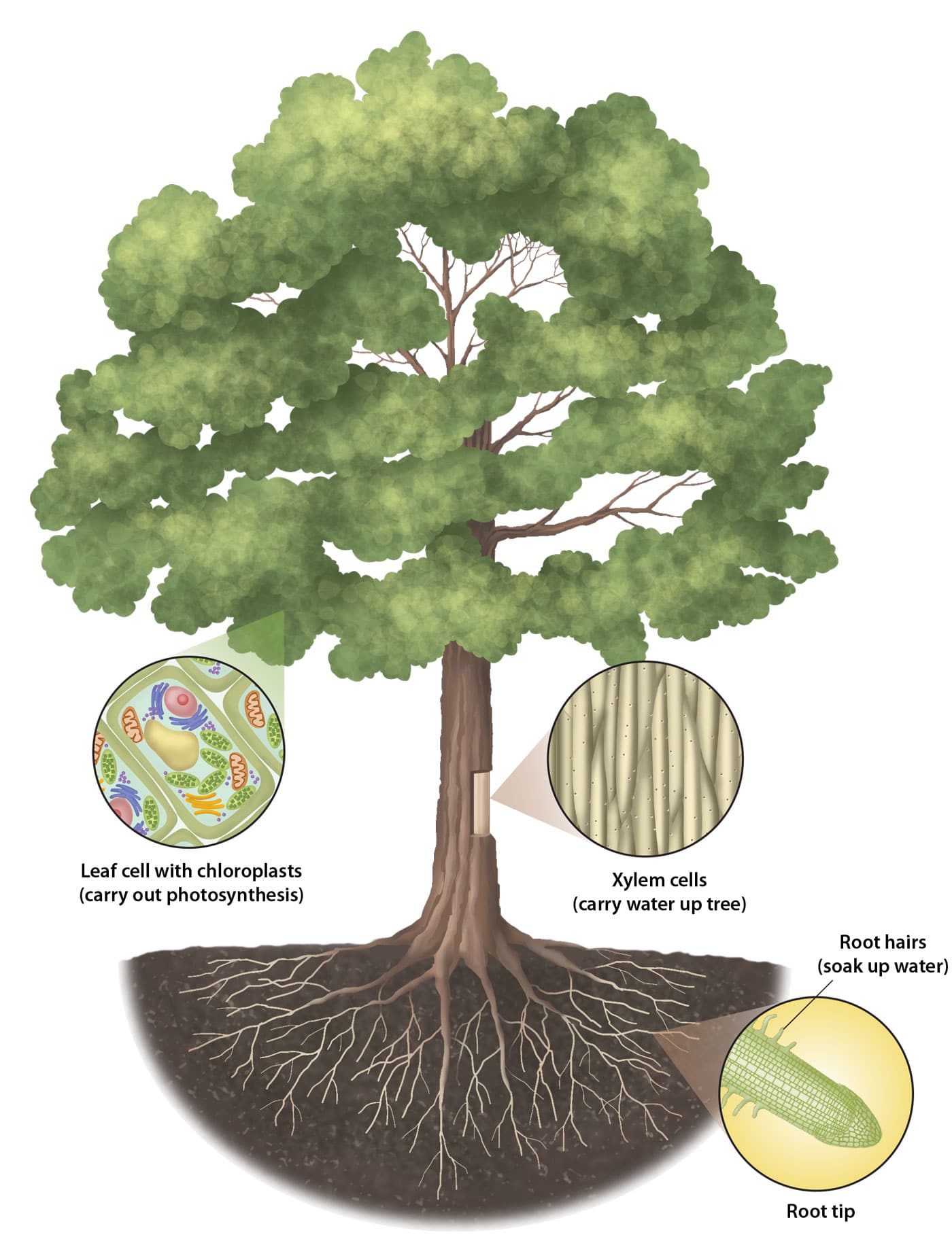 Tree cells roots, trunk, and leaves · Erin E. Hunter