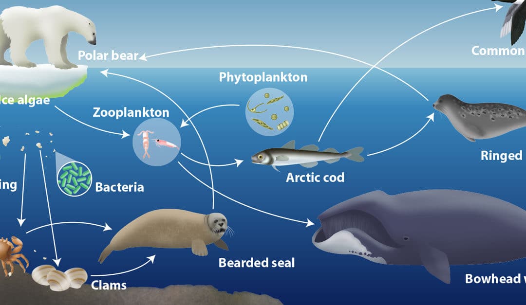 Arctic food web