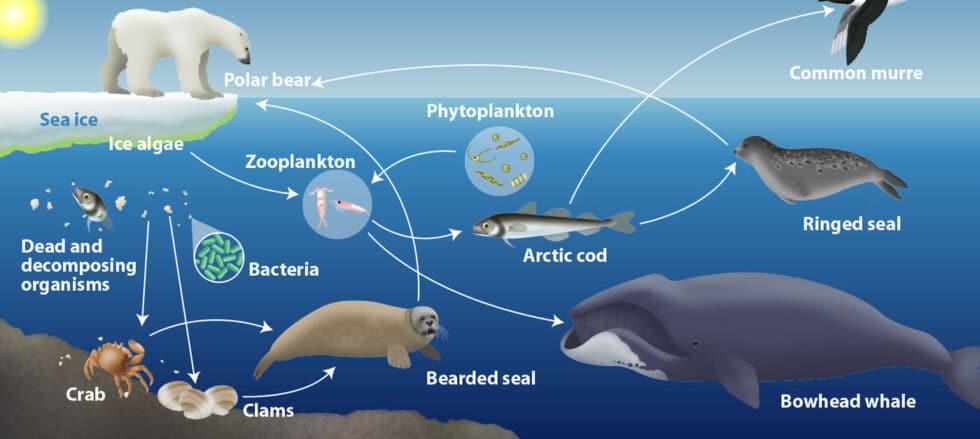 Arctic food web · Erin E. Hunter