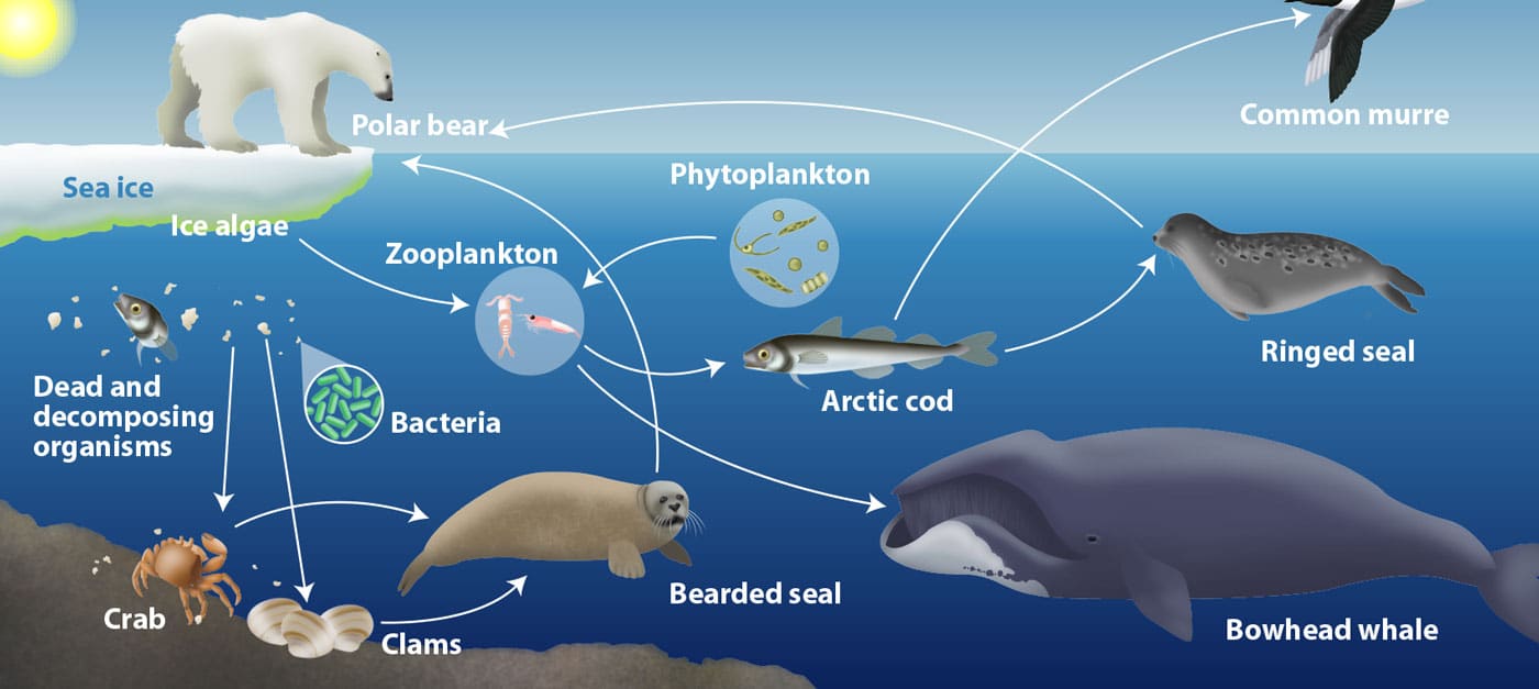 Arctic Food Web Erin E Hunter Arctic Food Web Erin E Hunter