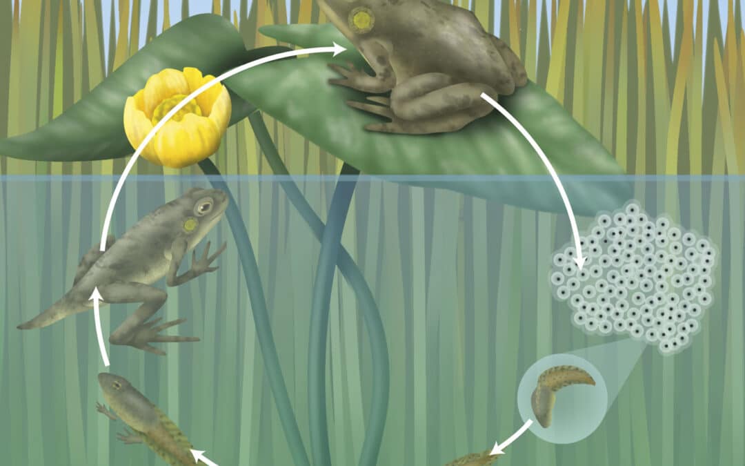 Frog life cycle